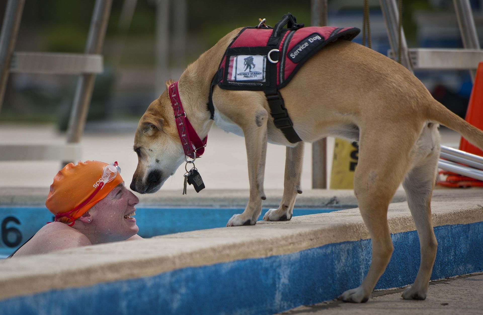 service dog smelling a woman coming out of the pool